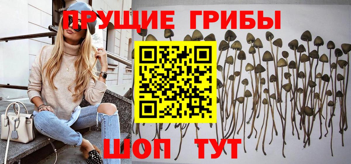 Псилоцибиновые грибы Psilocybine cubensis Клинцы